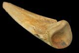Killer, Ornithomimus Claw - Judith River Formation #144898-4